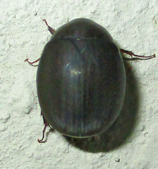 Trochalus