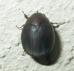 Trochalus