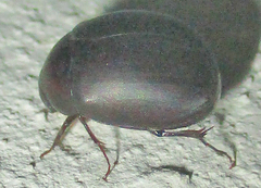 Trochalus