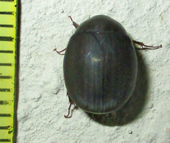 Trochalus