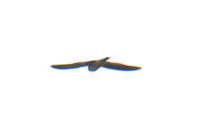 Aerodramus brevirostris