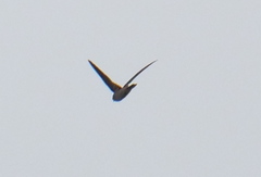 Aerodramus brevirostris