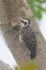 Yungipicus moluccensis