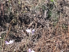 Argynnis hyperbius