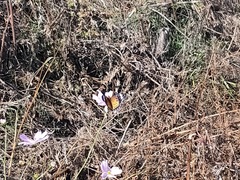 Argynnis hyperbius