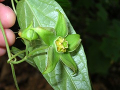Gonolobus uniflorus