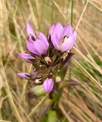 Gentianella foliosa