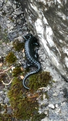 Salamandra atra
