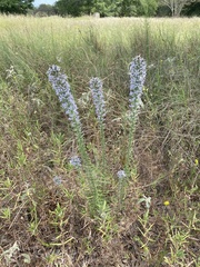 Liatris carrizana
