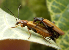 Rhagonycha nigritarsis