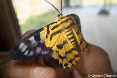 Dysphania subrepleta