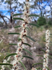 Hakea repullulans