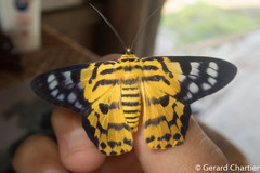 Dysphania subrepleta