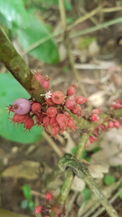 Miconia trichocalyx