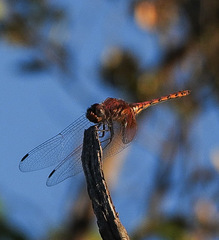Trithemis monardi