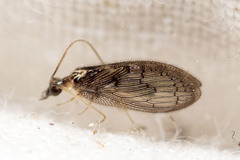 Sympherobius occidentalis