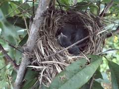 Turdus grayi