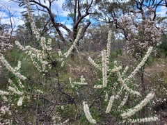 Hakea repullulans