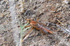 Diogmites angustipennis