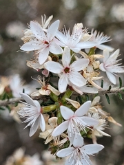 Calytrix alpestris