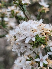 Calytrix alpestris