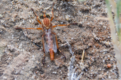 Diogmites angustipennis