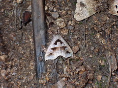 Tephriopis divulsa