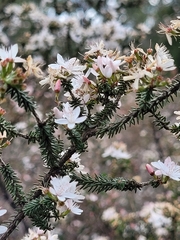 Calytrix alpestris
