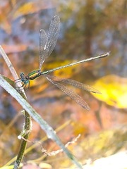 Lestes temporalis
