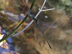 Lestes temporalis