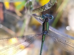 Lestes temporalis