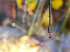 Lestes temporalis