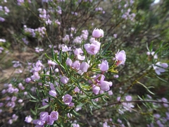 Boronia thujona