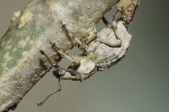 Brachyolus punctatus