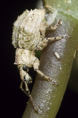 Brachyolus punctatus