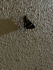 Melipotis perpendicularis