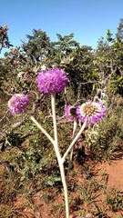 Chresta sphaerocephala