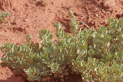 Atriplex gardneri cuneata