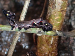 Eudocima phalonia