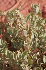 Atriplex gardneri cuneata