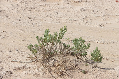 Atriplex gardneri cuneata