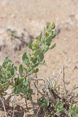 Atriplex gardneri cuneata