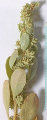 Atriplex gardneri cuneata
