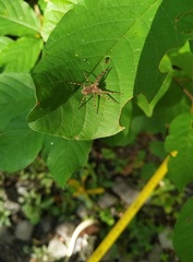 Dolomedes scriptus