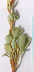 Atriplex gardneri cuneata