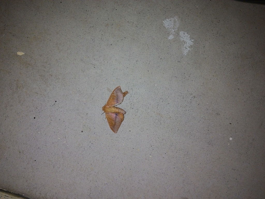 Vanenga mediorosea