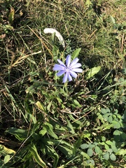 Cichorium intybus