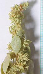 Atriplex gardneri cuneata