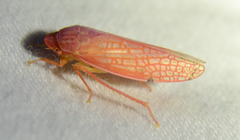 Gyponana gladia