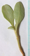 Atriplex gardneri cuneata